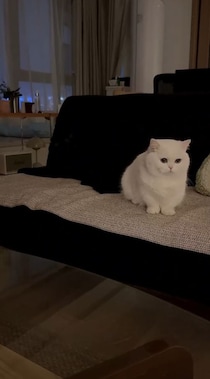 黒いソファの上でリラックス中の白猫→背後にいたのは……　予想外の展開が880万回再生「びっくり」「目覚めた」【海外】