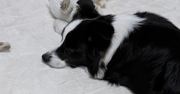 愛犬のお留守番、大好きな俳優のDVDを流し忘れたら……飼い主が“悲惨な光景”に遭遇 「わんこ精神崩壊しとるww」俳優本人にも伝わる