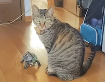 【画像】カメのあり得ない行動