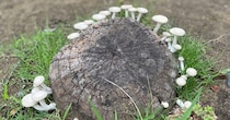 切り株に生えていた小さなキノコ→次の日も見に行ってみたら……「一日でこんなに！？」　目を疑う“まさかの変化”が620万表示