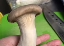 「なんと！！」　“2本の足が生えたキノコ”が360万表示の衝撃　「まさかw」「走って逃げてるw」