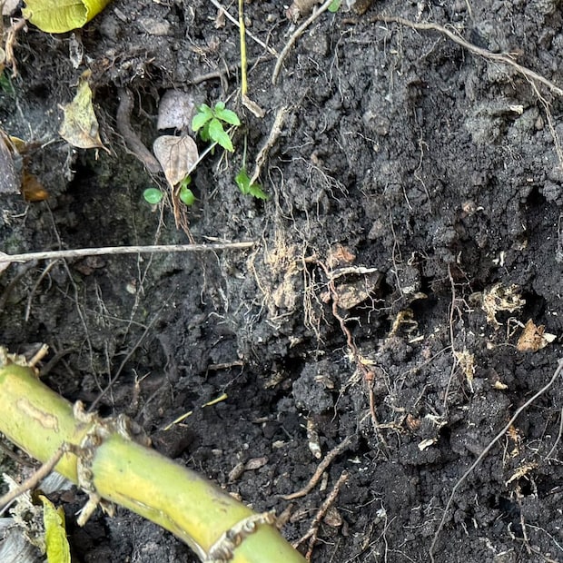 自宅裏の山から“まさかのもの”出た！　100年近く埋まっていたものの正体に「すげぇな」「震えるレベルの発掘」