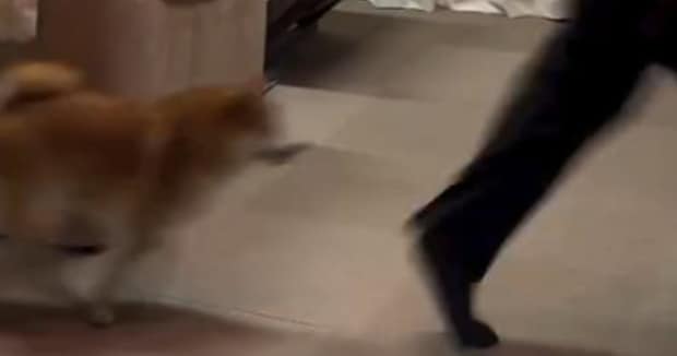 仕事帰りの父→自宅で叫び出して……　柴犬との“謎のルーティン”に「めちゃくちゃシュールで大爆笑」「間違いなくパパが一番楽しんでる」