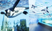 【画像：サンシャイン水族館の“ペンギン婚姻届”】