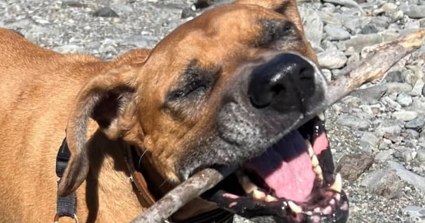 飼い主「散歩行くよー」→なかなか来ない愛犬を見に行くと……　気持ちが伝わりすぎる光景に「分かるー」「人間と同じだ」