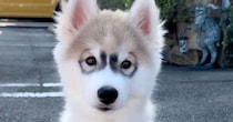 メガネ模様の子犬→成長したら……　「やば」「こりゃーたまらん」「アザラシの子どもって感じ」予想外の姿に大反響【2025年に読まれた犬・猫トップ5】