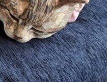 【画像】猫の正体