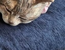 【画像】記事を読む