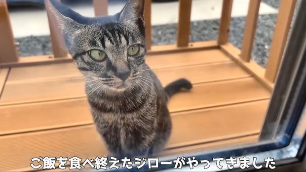 “特別な理由”で毎日家をのぞきに来る猫→夫妻が中に入れたら…… 思わずグッとくる結末に「なかなかできない」「幸せな気分になるなぁ」
