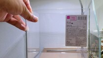 話題のダイソー水槽、水替えなしで5カ月放置したら……まさかの光景にびっくり　水替え後の様子も