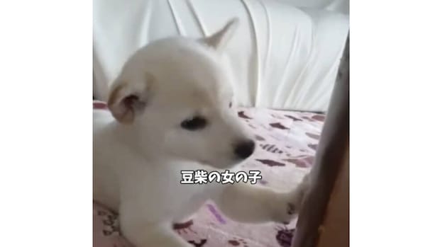 家族から“お姫さま”のようにかわいがられ続けた柴犬、6年後……　現在の姿に「大優勝です」「私まで幸せな気持ち」
