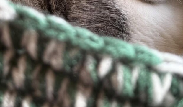 毛糸で編んだ制作途中のキャットドーム、愛猫に試しに入ってもらったら…… 100点満点の反応に「作り甲斐がある」「愛おしすぎますねぇ」