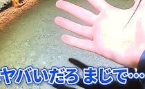 【画像】ムカデの姿