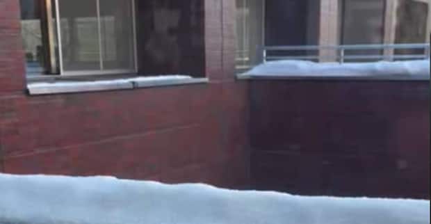 北海道の公園を歩いていたら……「雪の妖精……？」　“まさかの正体”に「本物だああああ」「実在するんだ」「尊い」