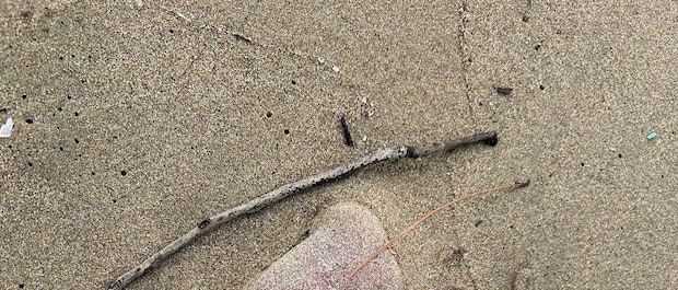 早朝に浜辺を歩いていたら……「今年の運使い果たしたかも！」　まさかの発見が150万表示「すごい！！」「人生で一度は見てみたい」