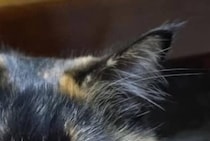 知人に愛猫を「下品な顔してる」と言われ……　飼い主の吐露に“強い怒り”の声「どこが？」「言う方が下品」