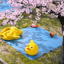 チキンラーメンのひよこちゃん、お花見で体を張った“場所取り”を披露　ホラーすぎる光景に「コワイコワイ」「事件現場感が…」