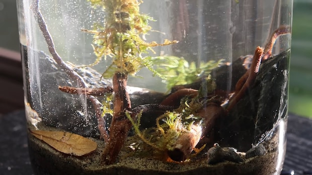 3匹の小さなエビ→ビンに入れて45日後……　まさかまさかの“結果”に「涙がこぼれました」「興味深い」【海外】