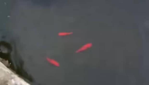 父親から突然“謎のデータ”が送られてきて…… 衝撃の中身が465万表示「今日一笑った」「これはwww」