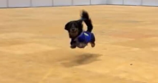 「過去1笑いました」レースに参加した愛犬がまさかの……　770万再生の光景に「コレはアイドル」「ディズニーキャラみたい」