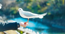 手に乗ってきたユリカモメ→夢中で撮影していたら……「動けぬ」　まさかの“3ショット”に「めっちゃ好かれてますやんww」
