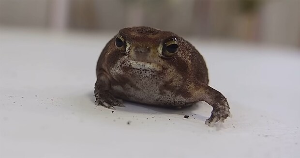 3カ月ぶりに起きてきたカエル→お風呂に入れたら……　まさかの姿に「オジサン」「雪見だいふくみたい」