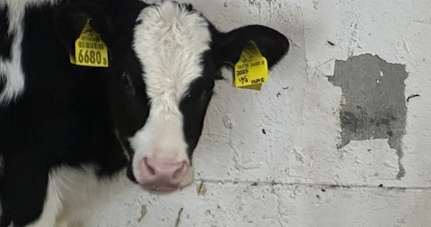 牛がかじった牛舎の壁→よく見ると……「もしかして？？？」　牧場スタッフ驚がく“まさかの光景”が100万表示　「生産者の顔だwww」