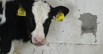 牛がかじった牛舎の壁→よく見ると……「もしかして？？？」　牧場スタッフ驚がく“まさかの光景”が100万表示　「生産者の顔だwww」