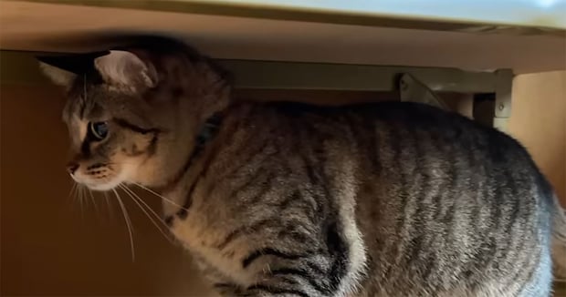 初めてウサギに遭遇した猫→次の瞬間……　“1秒後の反応”に騒然「何なのこの生き物たち笑」「え～と、もしもし？」