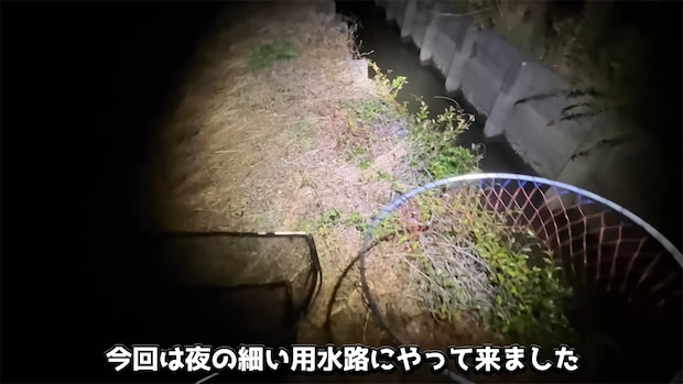 「うわマジか」夜9時、真っ暗な用水路で…… 目が合った“亀を食い荒らす凶暴生物”に「すげえな、こいつら」