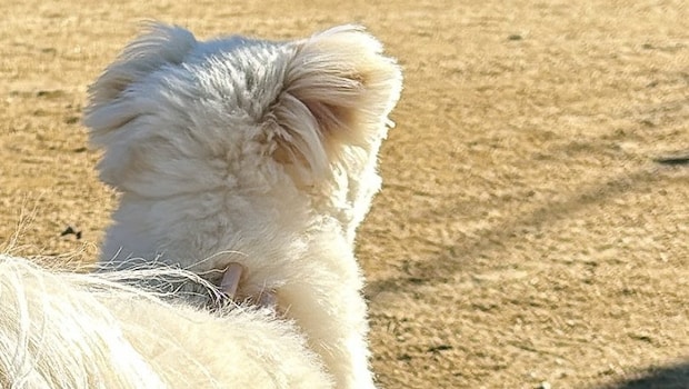 「おまかせカット」“とんでもねぇ”姿で帰ってきた愛犬に飼い主ひっくり返る「けしからんな!!!!」と112万表示