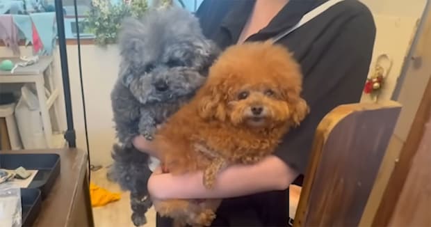 普段通りに兄弟ワンコのトリミングをお願いしたら…… まさかのフォルムに「2度見する自信しかない」「ディズニー映画の犬」
