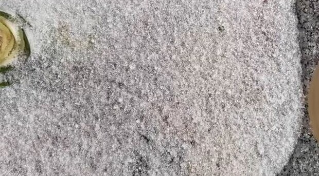 早朝の神社をのぞいたら……　「AIですか？」息をのむ“まさかの光景”が155万表示「思わず声が出ました」