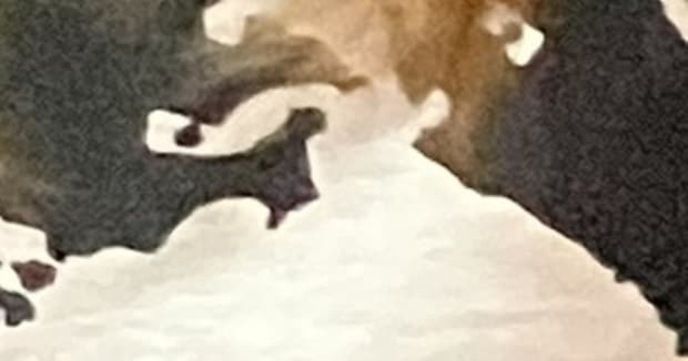 服に描かれた世界地図→よく見ると……「笑った」　250万表示の予想外すぎる正体に「違和感がないのが悔しい」「え、ちょっと欲しい」