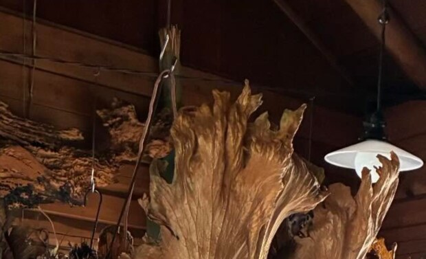 祖父母の家の天井をふと見上げると……　視界いっぱいの巨大植物に「めちゃくちゃ高いやつじゃ!?」「植物園並み」