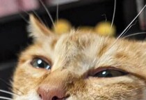 「ルマンドをくわえた猫」に反響殺到　思いがけない“事情”に「初めて見ました」「どういうこと！？」と35万表示