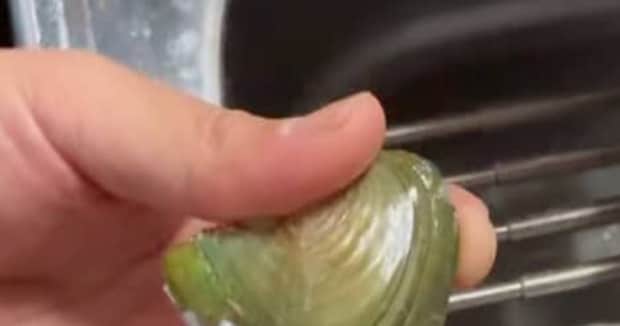 三重県でお土産に買った“数百円の缶詰”→中を開けたら……「わぁすごい」　出てきた“まさかの中身”に「めっちゃ当たり」