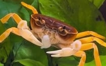 【動画】脱皮の瞬間