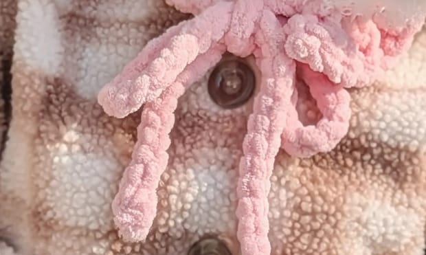 ママが余ったダイソー毛糸で1歳娘のために編んだのは……　視線集めるお出かけアイテムに「かんっっわいい」「天才が現れた！」