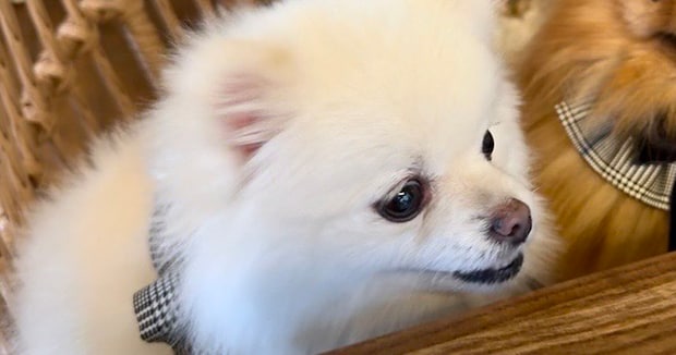 “大好きな友だち”に会ったポメラニアン→あまりに好きすぎて「目、バッキバキw」“まさかの表情”に「爆笑したww」「友だち困惑してるww」
