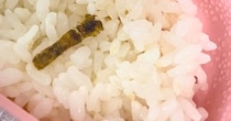 共通テスト当日、お母さんが作ったお弁当を開けると……「これは食べられんwww」　まさかの絵文字が220万表示「気持ちが裏目にw」