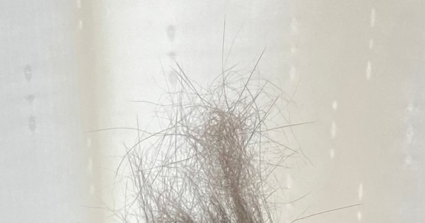 ブラッシングした猫の抜け毛→子どもに「使っていい？」と聞かれ、見に行くと…… “予想外の光景”に「天才の発想」「センスある」