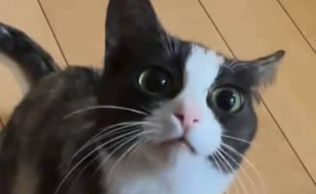 実家近くで出会った野良猫を保護するも……「えっ!?」 数日後、衝撃の姿が600万回超再生を突破し「うわーすごいすごい!」