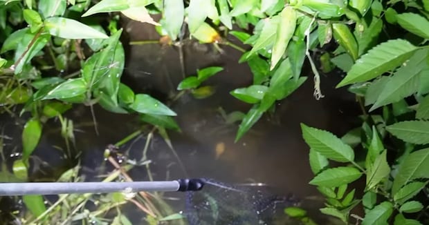 用水路で見つけた“白いオタマジャクシ”→愛情込めて150日育てたら…… 「泣けそうでした」「幻かと思ってた」