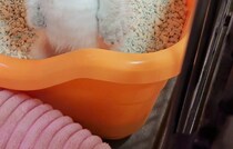 トイレ中の子猫をふと見たら……「ニンゲンかｗｗ」　まさかの姿が150万表示「笑い止まらん」「待ち受けにしたい笑」