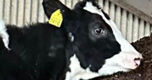 酪農家「嘘だろ…」　牛の姿を見に行くと……「これは…」「ええっ！？」　シュールすぎる光景が150万表示