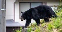 「クマが出現！」と思いきや……　“まさかの正体”に「えっ!?」「どういうこと？」　“勘違い目撃情報”が各地で発生【クマ被害に注意を】