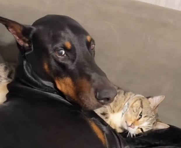 「これは名シーン！」「かわいすぎる！」　ソファでたわむれる犬と猫→猫が犬をなでると……　“まさかの展開”にSNSが大盛り上がり！【海外】