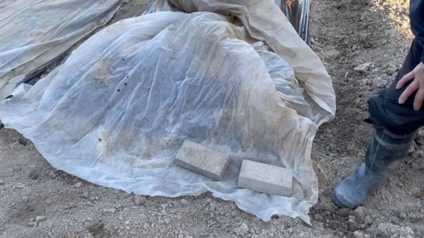 冬の畑に“布”を1枚かぶせておいたら……　“まさかのメリット”に「笑いました」「便利」