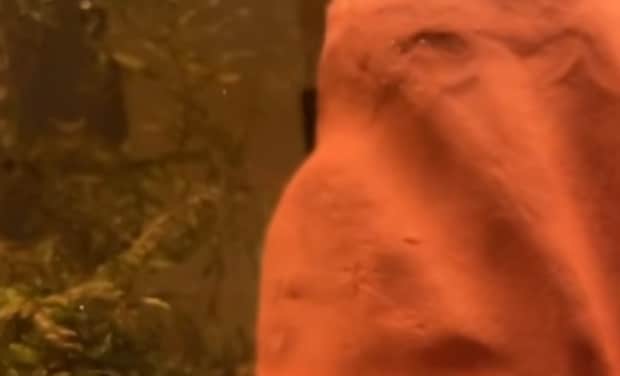 貯金をはたいてゲットした高級魚→水槽に入れて数日後“違和感”があり……　まさかの正体に「常識が通じない」「この魚は要注意」